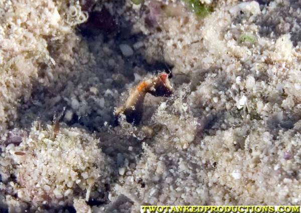 Pigmy Sea Horse in Bligh Water Fiji 2007