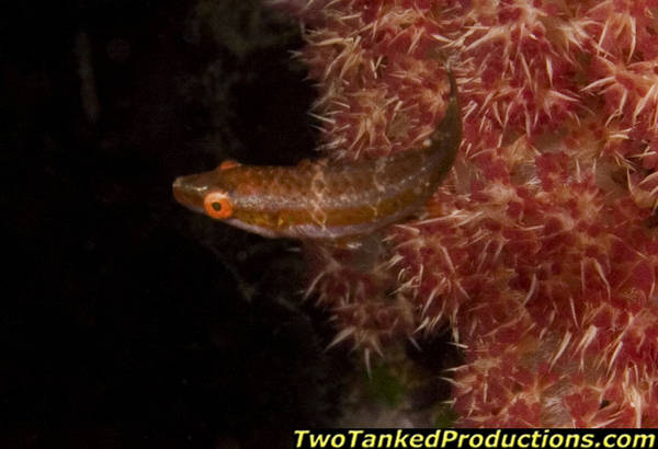 Blenny on Soft Coral Fiji 2007