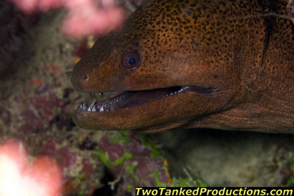 Moray Eel in Bligh Water Fiji 2007