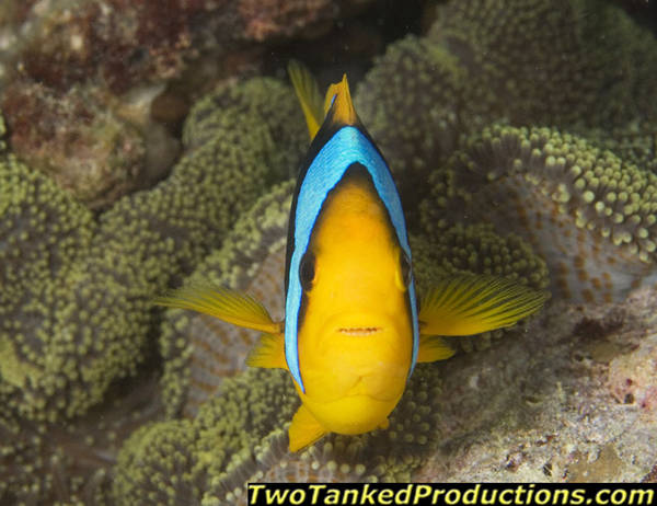 Orange Fin Anemone Fish Fiji Aggressor III 07