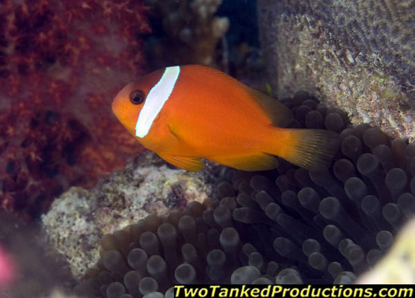 Tomato Anemone Fish Bligh Water Fiji 2007