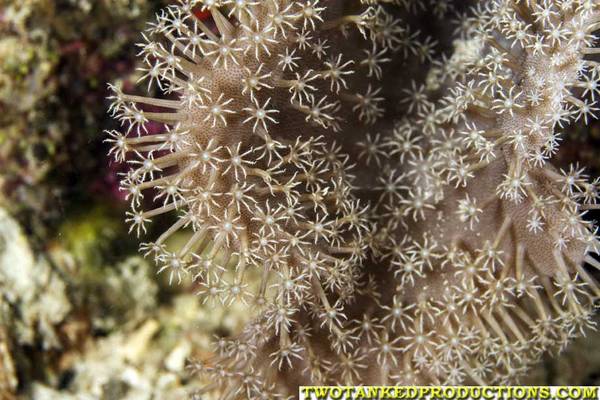 Coral Polyps open Bligh Water Fiji 2007