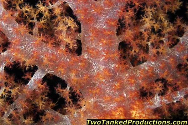 Soft Coral close up in Bligh Water Fiji 2007