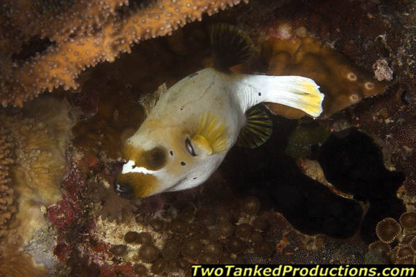 Dog Face Puffer Fish Bligh Water Fiji 2007