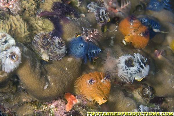 A verity of Christmas Tree Worms on Coral Head Fiji 07