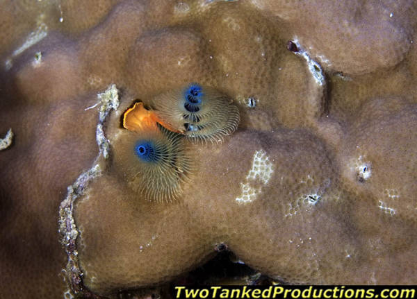 Multi Colored Christmas Tree Worm Bligh Waters Fiji 07