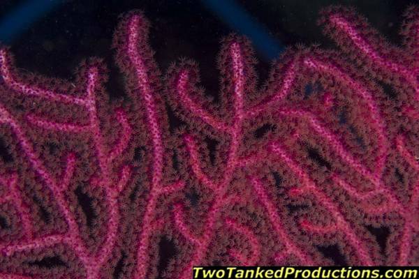 Red Gargonian in Swim through Hi-8 Fiji 07