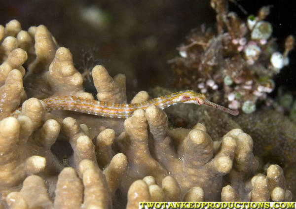Pipe Fish on Coral in Bligh Water Fiji 07