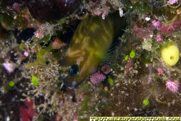 Blenny in hole Fiji 07