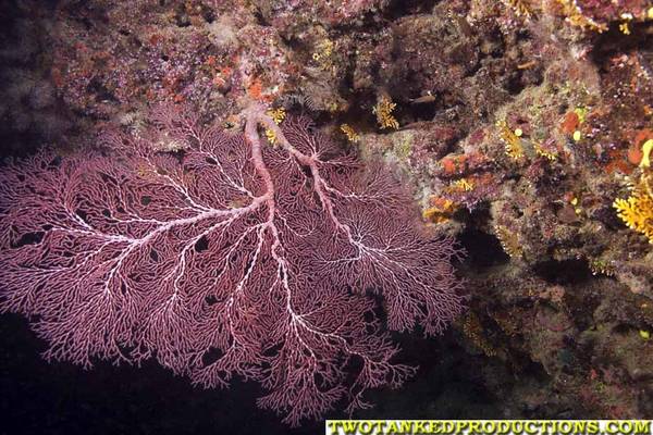 Sea Fan on Boomie in Bligh Water Fiji 2007