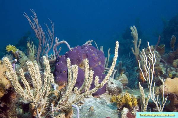 Sponges at Barracuda Shoals Exumas Bahamas