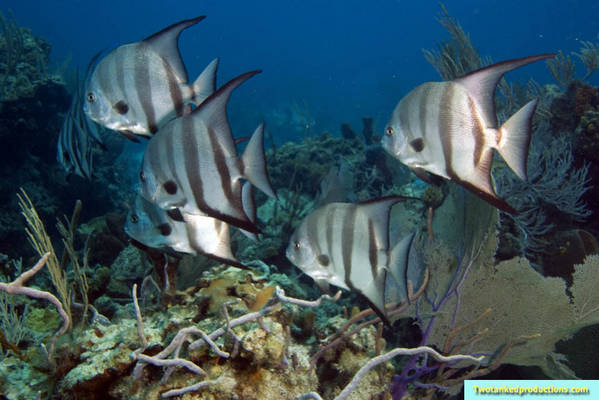 Atlantic Spadefish at Barracuda Shoals Exumas Bahamas