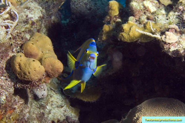 Queen Angel fish at Barracuda Shoals Exumas Bahamas