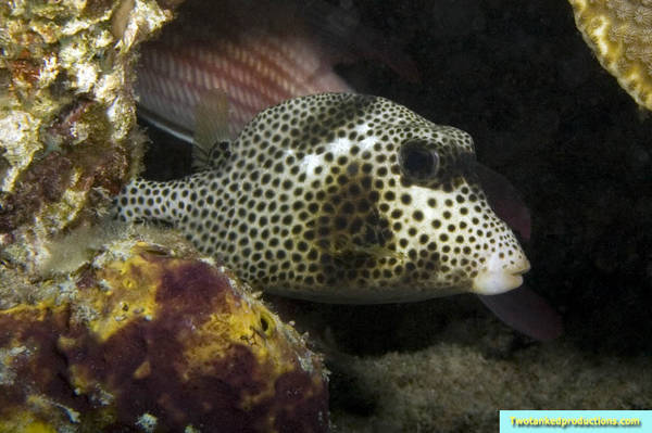 Smooth Trunk fish Barracuda Shoals Exumas Bahamas