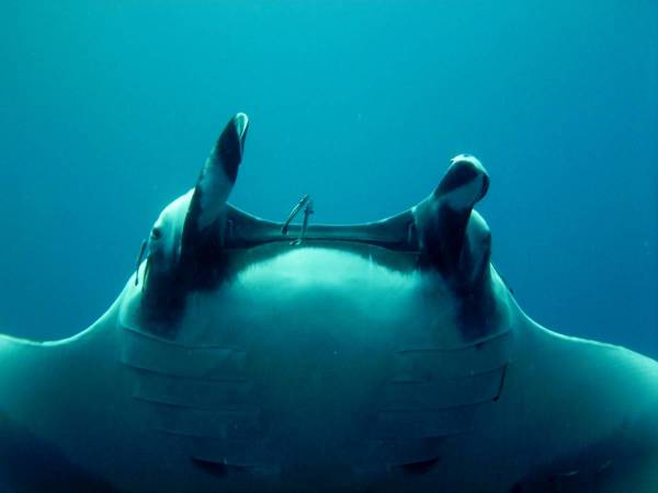 Manta
