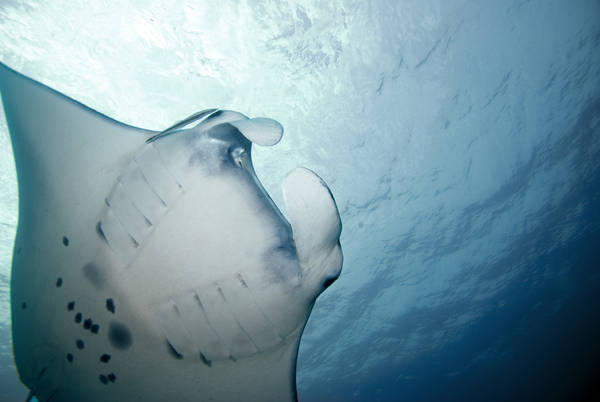 Manta