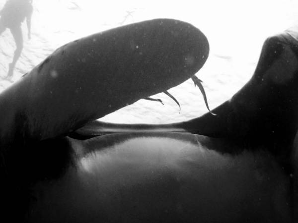 Manta