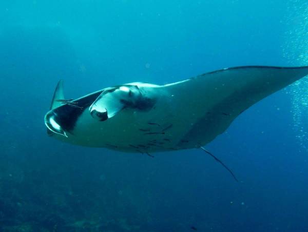 Manta