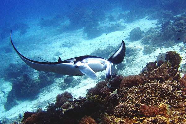 Cruising Manta