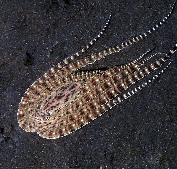 mimic pretending to be a flounder.