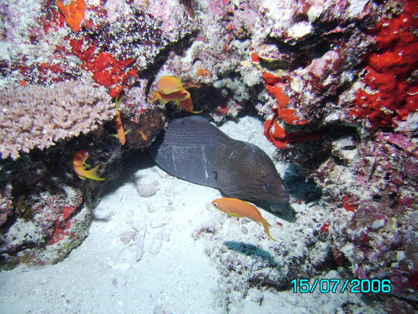 Moray Eel