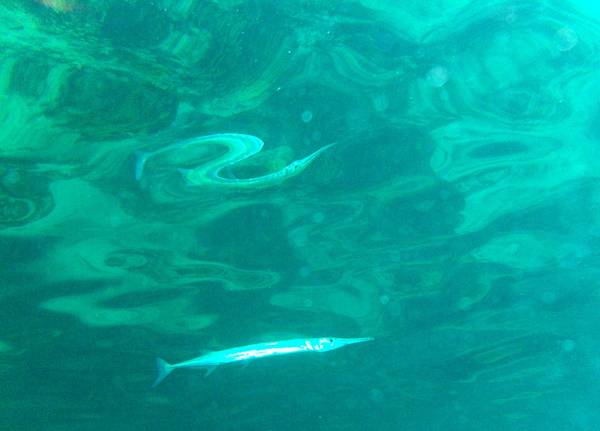 Needlefish &amp; reflection