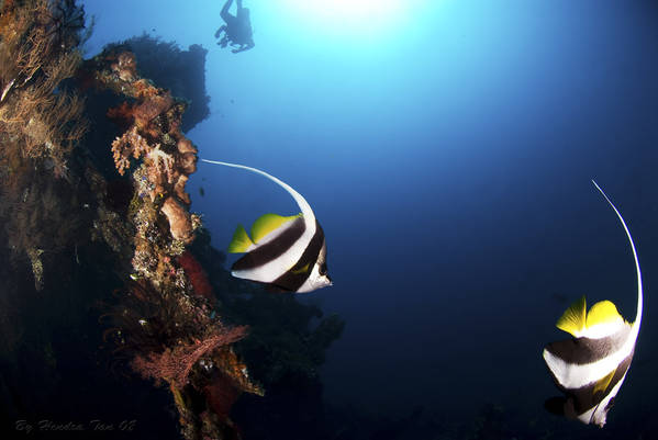 Never dive alone