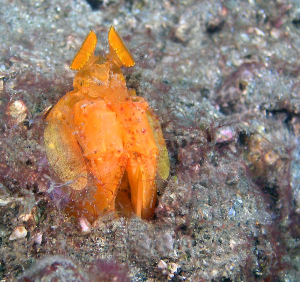 Orange Mantis Shrimp