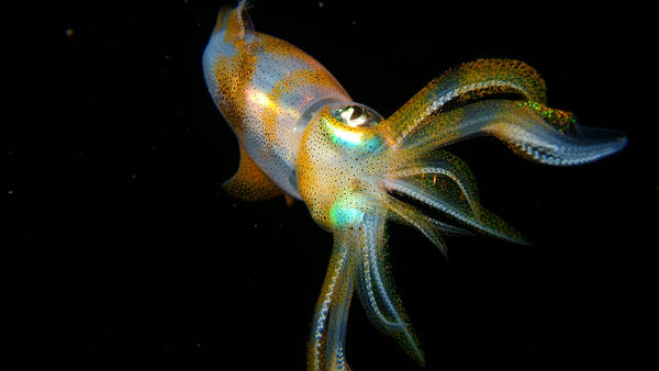 Night Squid