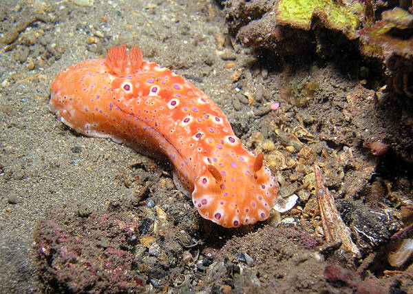 Nudi at Edithburgh