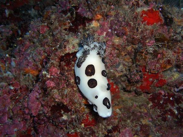 Nudibranch