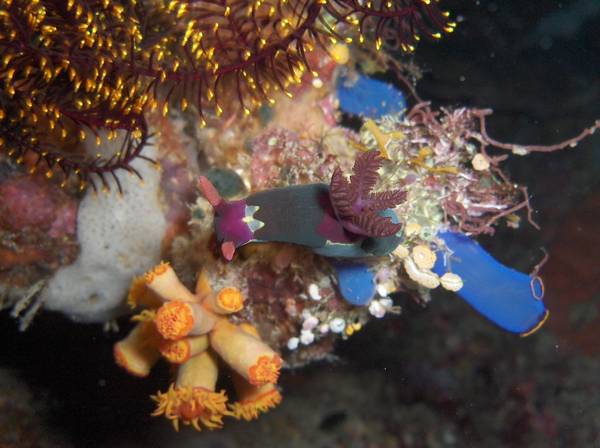 Nudibranch