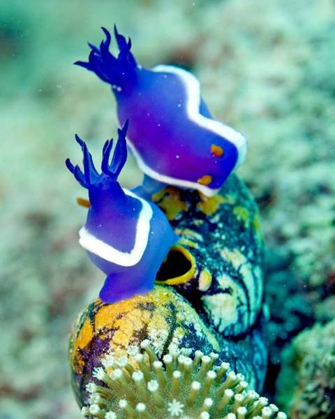 Nudibranchs_mating