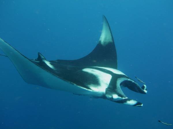 Manta