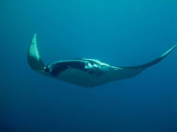 Manta