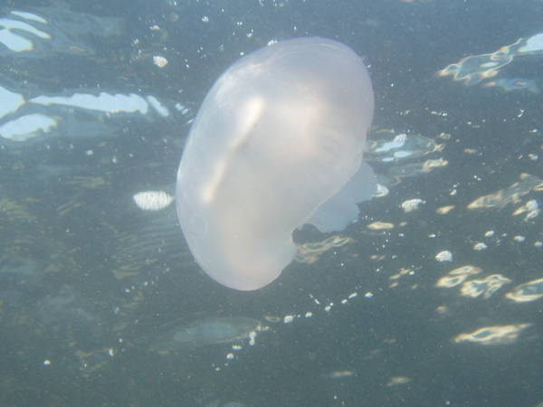 Jelly fish