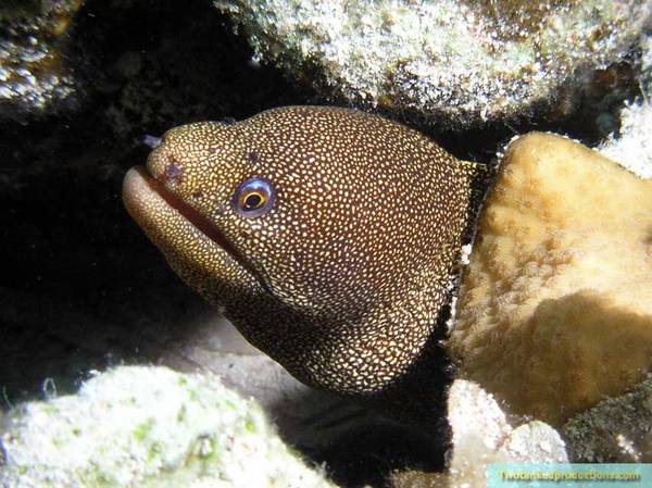 Golden Moray eel Belize C.A.
