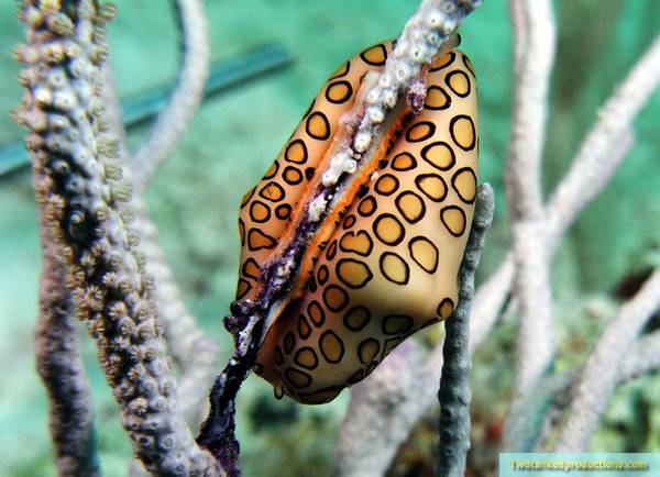Flamingo Tongue Exumas Bahamas
