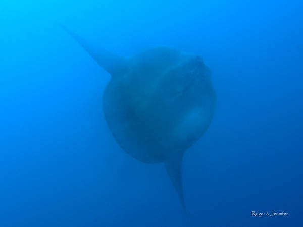 Mola Mola - Sunfish