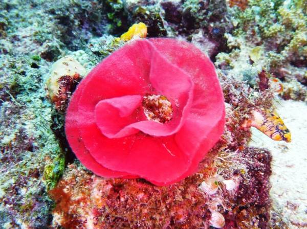 Rose-like Anemone