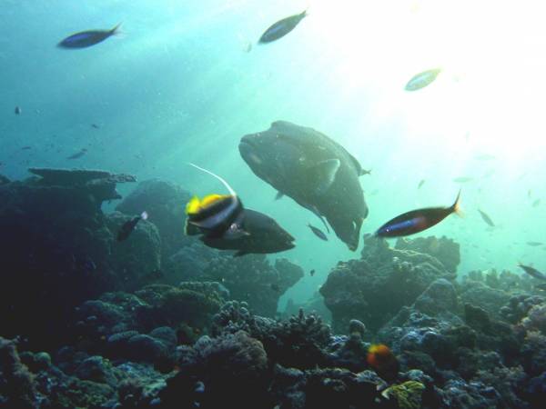 Napoleon Wrasse