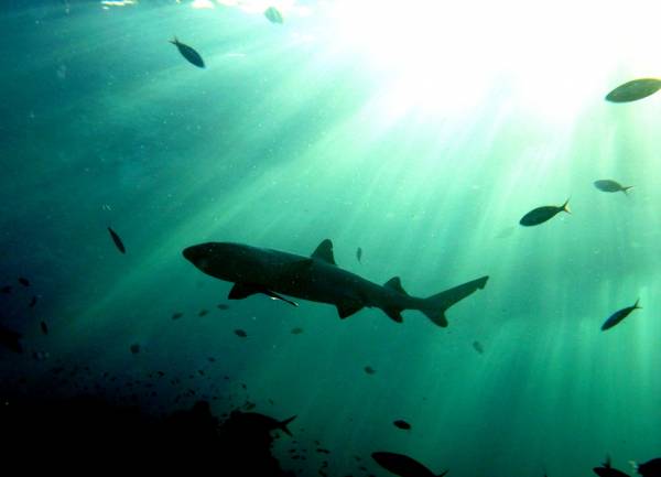 Reef Shark