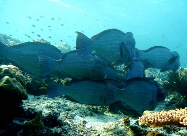 School of Bumphead Parrotfish