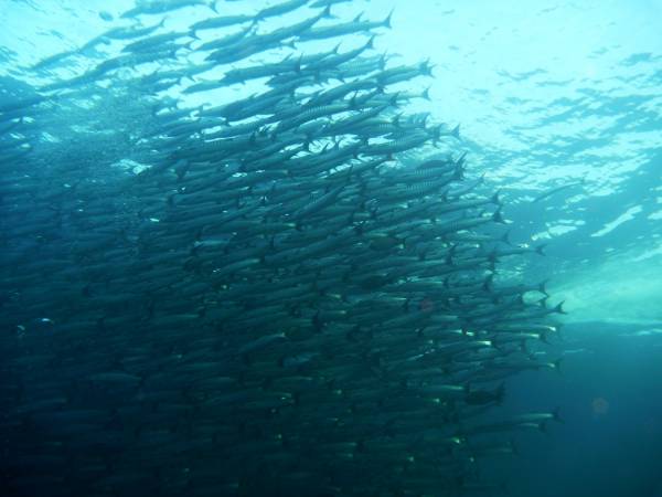 School of Barracuda