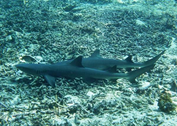 Pair of White-tip reef shark