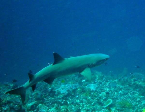 Reef Shark