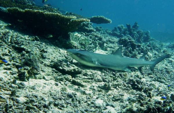 Reef Shark