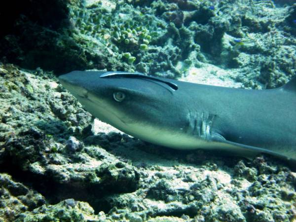 Close up of the shark