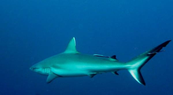 Shark in the blue