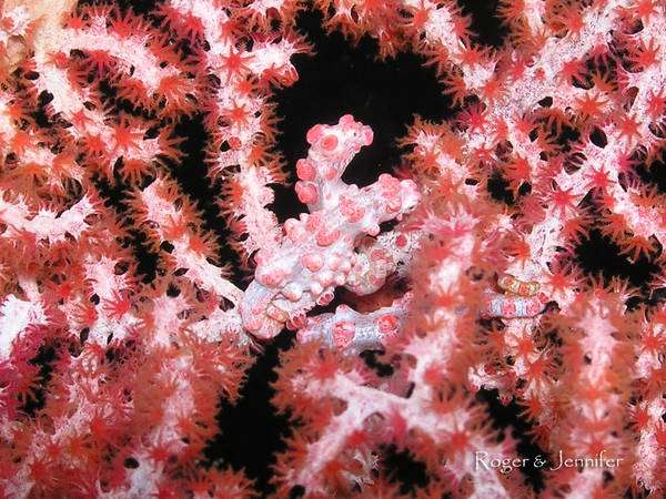Bargibanti Pygmy Seahorses
